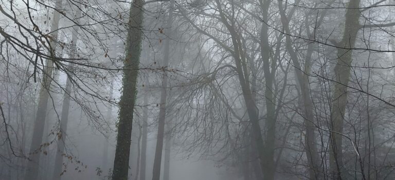 Why a wet day in January is perfect for a walk in the woods – by Melissa Noble